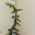 Кедр Cedrus Atlantica Aurea Кедр Cedrus Atlantica Aurea
