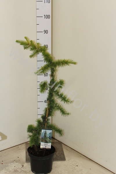 Кедр Cedrus Atlantica Aurea