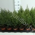 Можжевельник Juniperus Stricta Можжевельник Juniperus Stricta