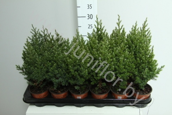 Можжевельник Juniperus Stricta