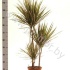 Драцена Dracaena Bicolor 60-30-15 Драцена Dracaena Bicolor 60-30-15
