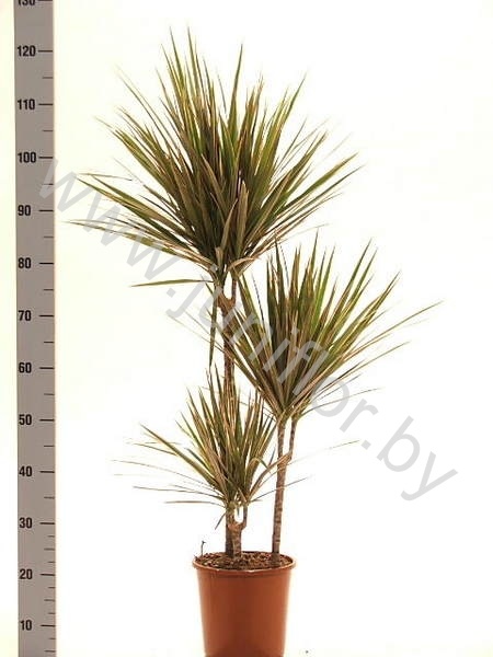 Драцена Dracaena Bicolor 60-30-15