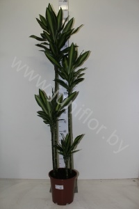 Драцена Dracaena Fr Hawaiian Sun. 120-90-60-30