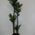 Драцена Dracaena Fr Hawaiian Sun. 120-90-60-30 Драцена Dracaena Fr Hawaiian Sun. 120-90-60-30