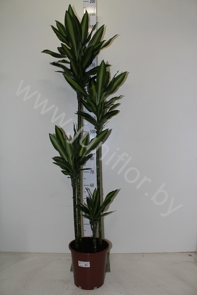 Драцена Dracaena Fr Hawaiian Sun. 120-90-60-30