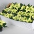 Пуансетия Euphorbia Christmas Feelings White