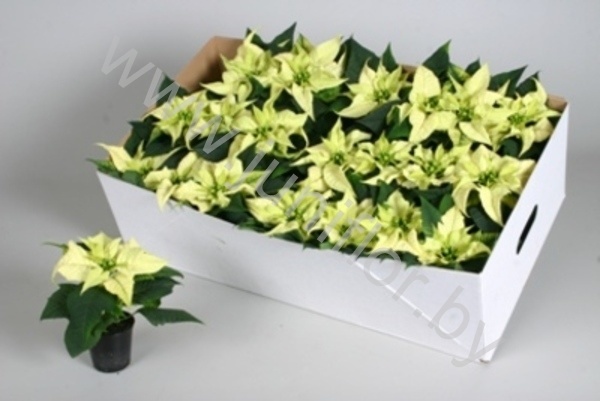 Пуансетия Euphorbia Christmas Feelings White