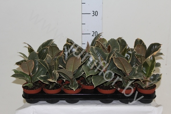 Фикус Ficus Tineke