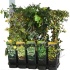 Плющ Hedera Helix Gemengd Плющ Hedera Helix Gemengd