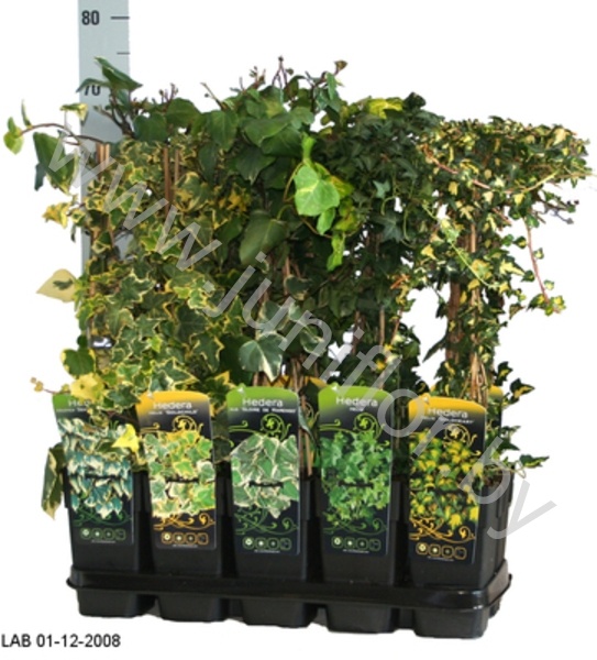 Плющ Hedera Helix Gemengd