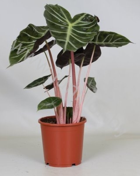 Алоказия Alocasia Maroc