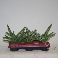 Сансевиерия Sansevieria trifasciata Sansiam ''Hand''