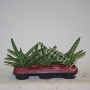 Сансевиерия Sansevieria trifasciata Sansiam ''Hand''