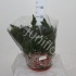 Хумата Humata Tyermannii