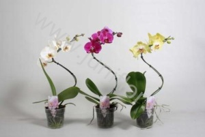Фаленопсис Phal Tornado 1-Tak