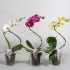 Фаленопсис Phal Tornado 1-Tak Фаленопсис Phal Tornado 1-Tak