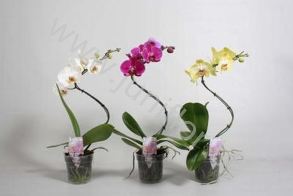 Фаленопсис Phal Tornado 1-Tak Фаленопсис Phal Tornado 1-Tak