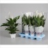 Спатифиллюм Spathiphyllum Strauss