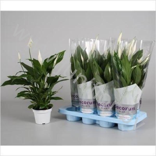 Спатифиллюм Spathiphyllum Strauss