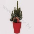 Ель Pic.Vase Red Kersttoef NO SNOW
