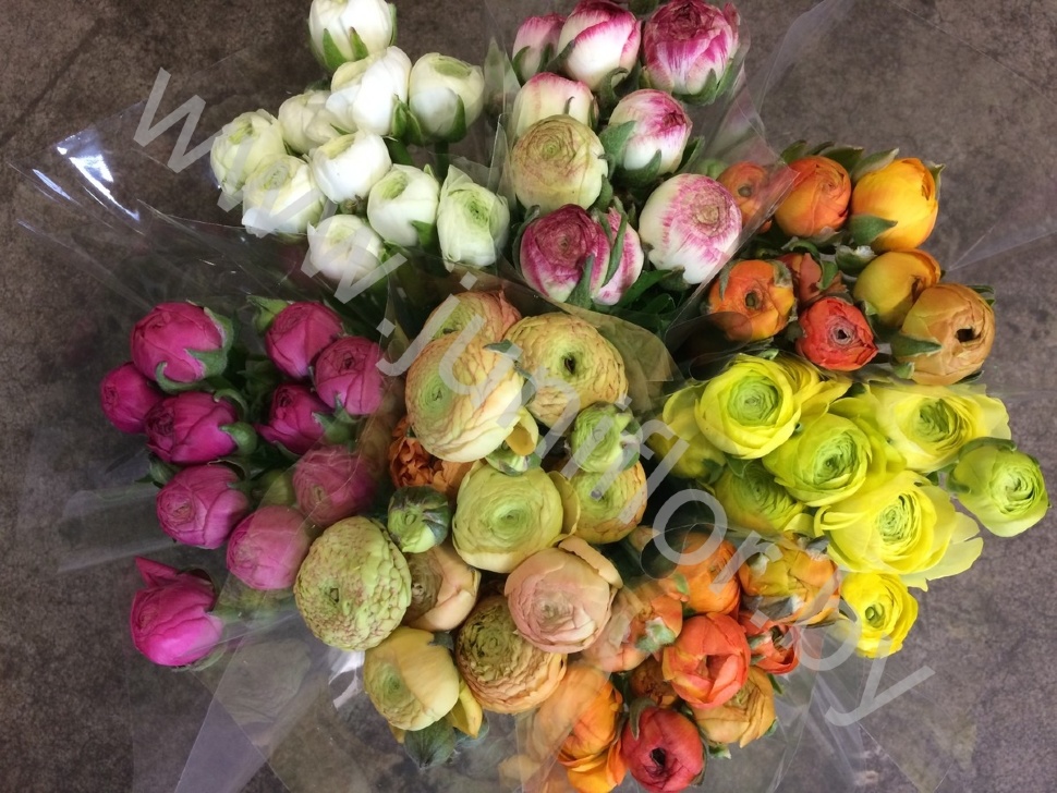 Ранункулус Ranunculus Mix Ранункулус Ranunculus Mix