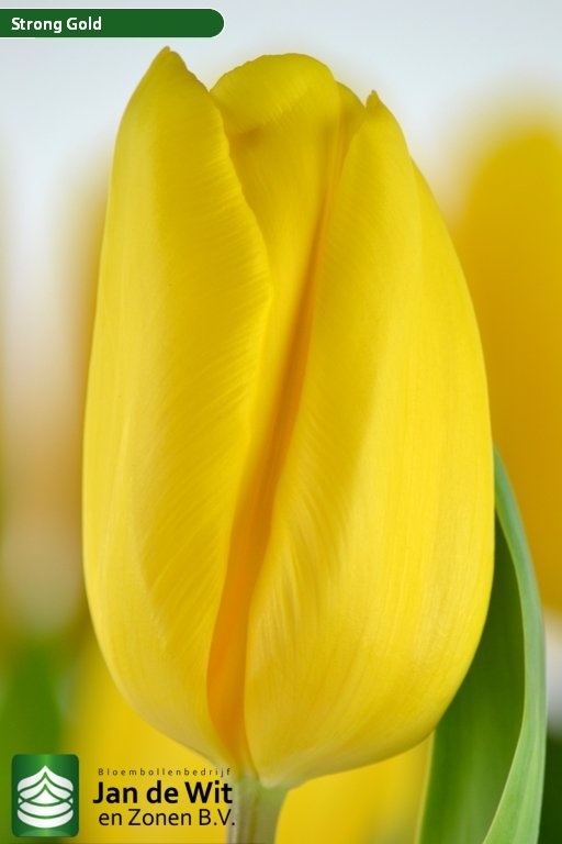 Strong Gold