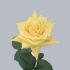 Yellow_island.jpg Роза Yellow Island