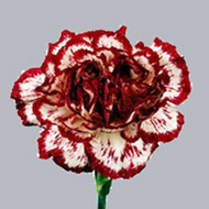 Ciao_Bianca.jpg Гвоздика Ciao Bianca