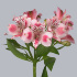 Alstromeria_Panorama.jpg Альстромерия Panorama