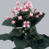 Боувардия Bouvardia Diam Pink Star