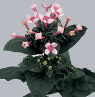 Боувардия Bouvardia Diam Pink Star