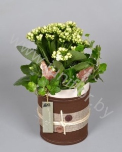 Каланхоэ FC-14.663