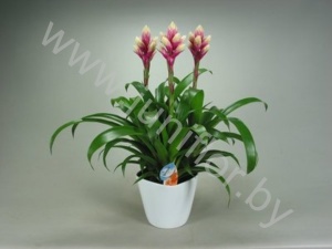 Гузмания Candy Forma Wit
