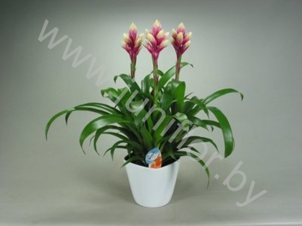 Гузмания Candy Forma Wit