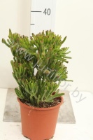 Крассула Hobbit