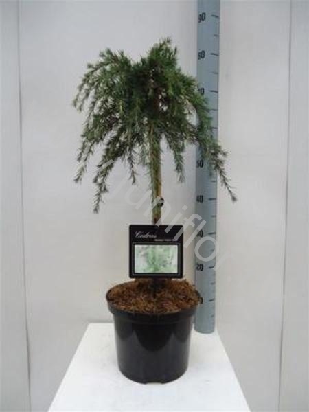 Кедр Cedrus Feelin Blue Op Stam Кедр Cedrus Feelin Blue Op Stam