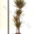 Драцена Dracaena Bicolor 120-90-60-30 Драцена Dracaena Bicolor 120-90-60-30