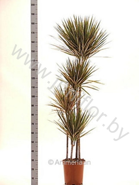 Драцена Dracaena Bicolor 120-90-60-30