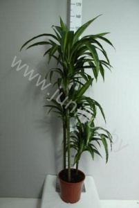 Драцена Dracaena Fr Hawaiian Sunshine 90-60-30