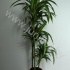 Драцена Dracaena Fr Hawaiian Sunshine 90-60-30 Драцена Dracaena Fr Hawaiian Sunshine 90-60-30