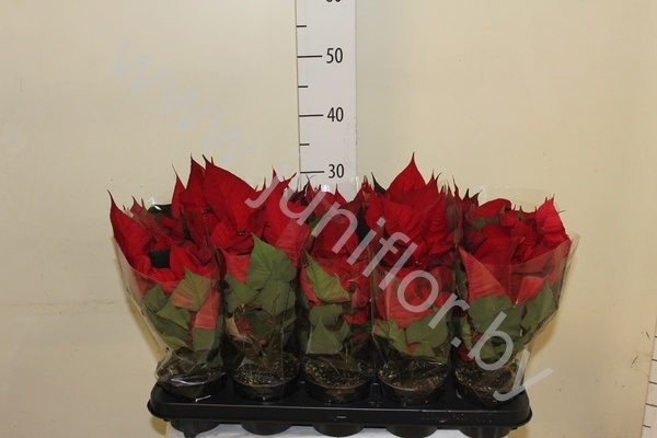 Пуансетия Euphorbia Christmas Feelings