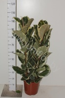 Фикус Ficus Tineke 3pp