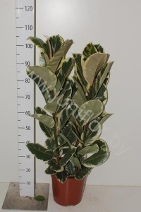 Фикус Ficus Tineke 3pp