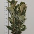 Фикус Ficus Tineke 3pp Фикус Ficus Tineke 3pp