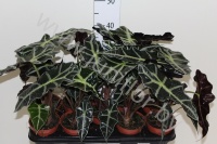 Алоказия Alocasia Polly