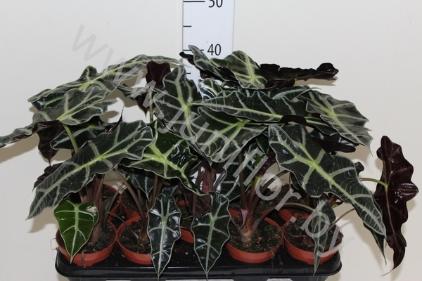 Алоказия Alocasia Polly