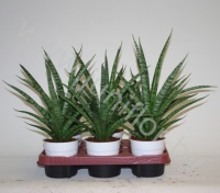 Сансевиерия Sansevieria trifasciata Sansiam ''Spriet''