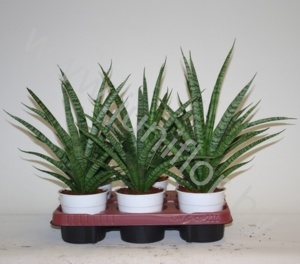 Сансевиерия Sansevieria trifasciata Sansiam ''Spriet''
