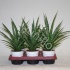 Сансевиерия Sansevieria trifasciata Sansiam ''Spriet''