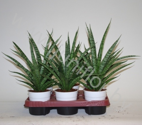 Сансевиерия Sansevieria trifasciata Sansiam ''Spriet''